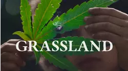 Grassland