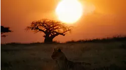 Lion Dynasty: A Matter of Pride