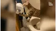Paws VS. Claws