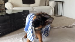 TPC That's My Pet | German Shepherds
