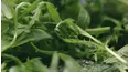 Grow Cook Eat