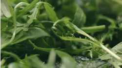 Lettuce