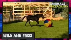 Animals Undercover | Wild and Free!