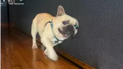 Beloved French bulldog stolen while on nighttime walk in SF's Castro District