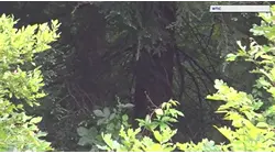 Did Bigfoot make an appearance in Connecticut?