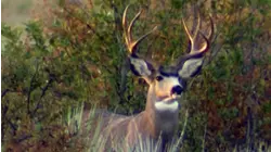 Sporting Classics S1:E4 "Make Them Hunters"