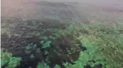 Evolution in Isolation
