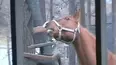 Funniest Pets & People