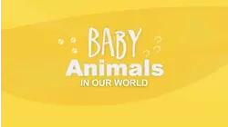 Baby Animals In Our World