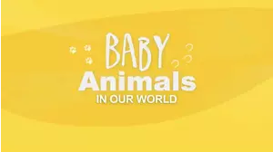 Baby Animals In Our World