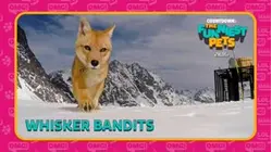 Countdown: The Funniest Pets | Whisker Bandits
