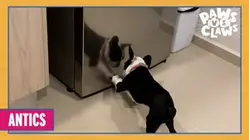 Paws VS. Claws | Antics