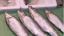 Taste of Japan: Hokkaido