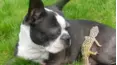 Animals Unscripted