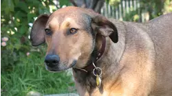 Have Dog... Will Travel