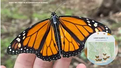 Tiny tracker following monarch butterflies during CA migration