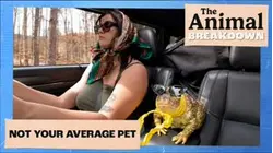The Animal Breakdown | Not Your Average Pet