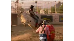 Animal Themed Clip Show