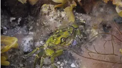 Crustaceans