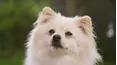 The Dog House Australia