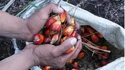 Why Making Sustainable Palm Oil Might Be Impossible