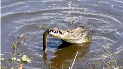 Catching Florida's Apex Predator