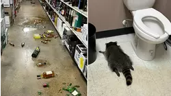 Drunk raccoon found passed out in liquor store bathroom: Officials