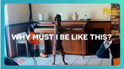 Dr. Phur | Why Must I Be Like This?