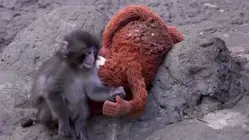 PETA pide que 'Punch' sea enviado a un santuario y señalan estrés emocional