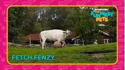 Countdown: The Funniest Pets | Fetch Fenzy