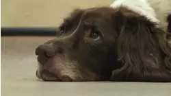 Yorkshire Vet At Christmas Special