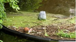 Litter boom installed at Fairfield's Rooster River to intercept trash and debris