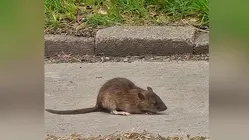 The Westchester Republican County Committee rat activity update three months later