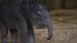 David Muir reports on Smithsonian National Zoo's debut of baby elephant on Earth Day