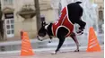 Animals Unscripted