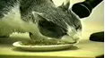 Funniest Pets & People
