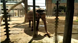 Majestic milestone for a popular Houston Zoo resident