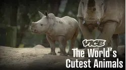 Vice | The World's Cutest Animals