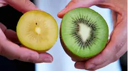 Why New Zealand's Golden Kiwis Are So Expensive