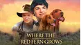 Where the Red Fern Grows