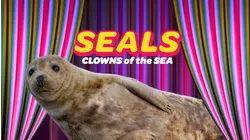 Seals - Clowns Of The Sea