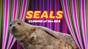 Seals - Clowns Of The Sea