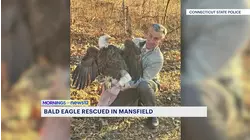 Bald eagle saved after hitting power lines in Mansfield