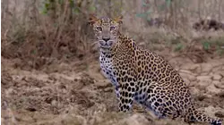 The Secret Lives Of Leopards