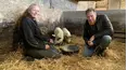The Yorkshire Vet