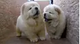Crazy Fun Time Pet Countdown