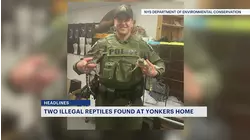 Crocodile and caiman found during arrest at Yonkers home