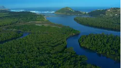 Tidal Forest Of Africa