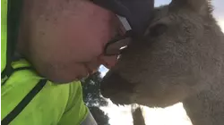 Darling Deer