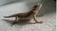 TPC That's My Pet